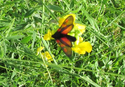 Zygaena trifolii
